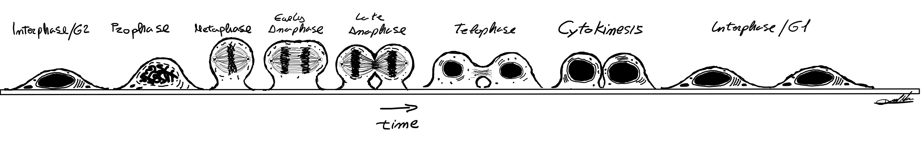 Description of Image